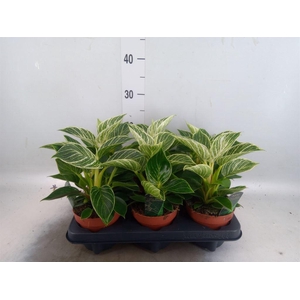 Philodendron   ...