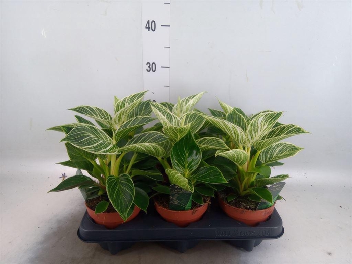 <h4>Philodendron   ...</h4>