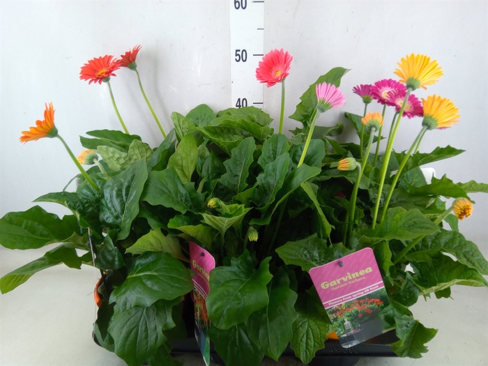<h4>Gerbera  'Garvinea'   ...mix</h4>