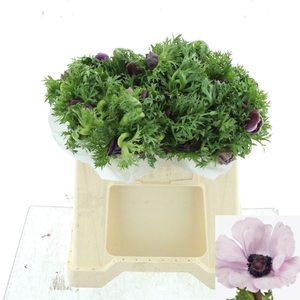 ANEM CO MIS + RARITY