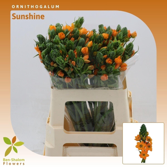 <h4>Ornithogalum Sunshine</h4>