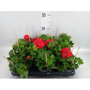 Pelargonium pelt.   ...