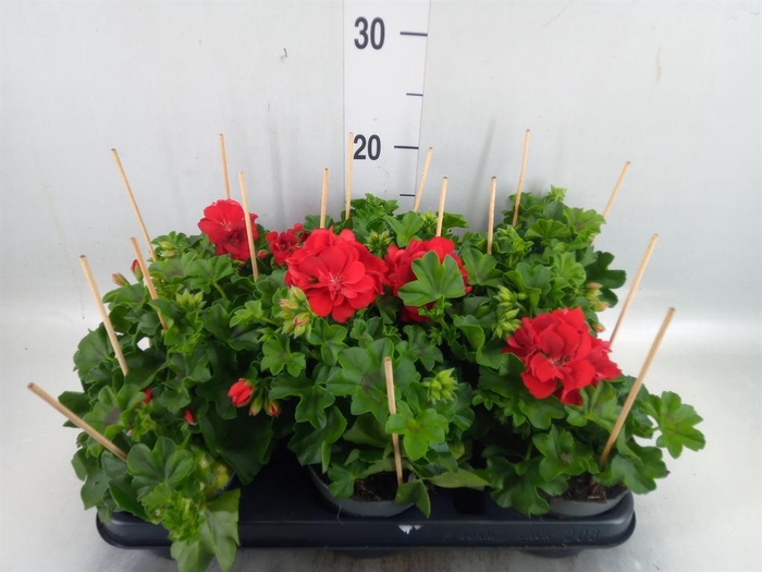 <h4>Pelargonium pelt.   ...</h4>