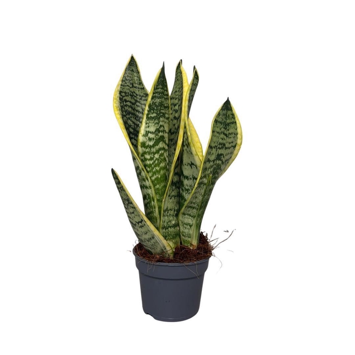 <h4>Sansevieria Superba 3pp</h4>