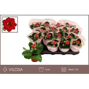 KALAN CALAN RUBIO RED P8