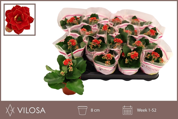 <h4>KALAN CALAN RUBIO RED P8</h4>