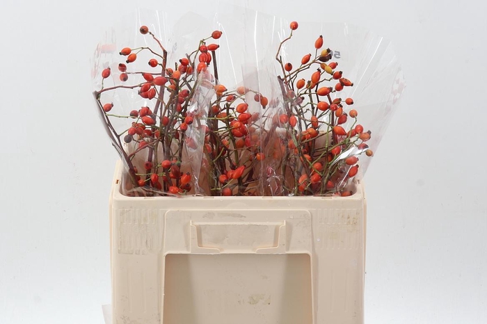 <h4>Rosa Zaffiro</h4>