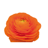 RANUN. ELEGANCE LARANJA 040 CM LARANJA