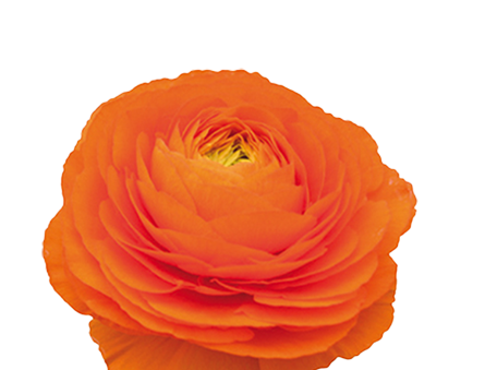 RANUN. ELEGANCE LARANJA 040 CM LARANJA