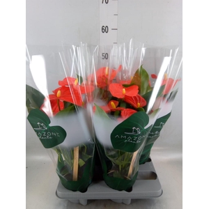 Anthurium andr. 'Florida'