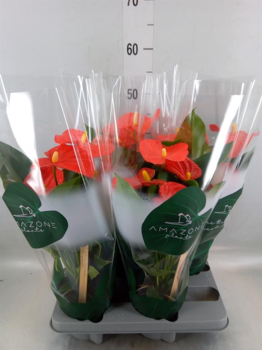 <h4>Anthurium andr. 'Florida'</h4>