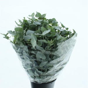 Euca Cinerea Long 300grams