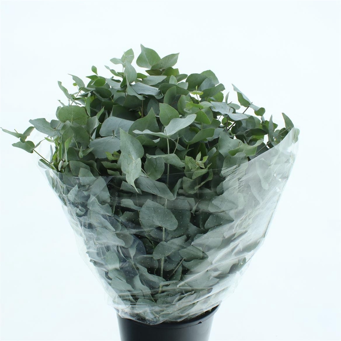 Euca Cinerea Long 300grams