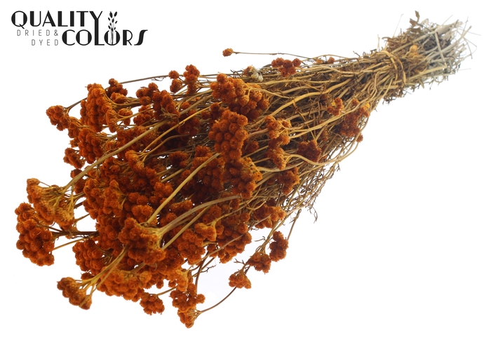 <h4>Lona per bunch Apricot</h4>