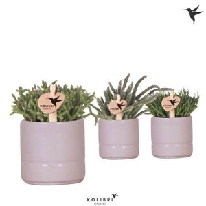Kolibri Greens Rhipsalis mix in Pastel pot pink