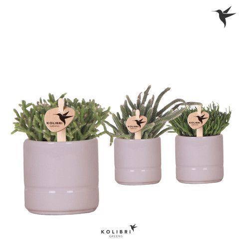 <h4>Kolibri Greens Rhipsalis mix in Pastel pot pink</h4>