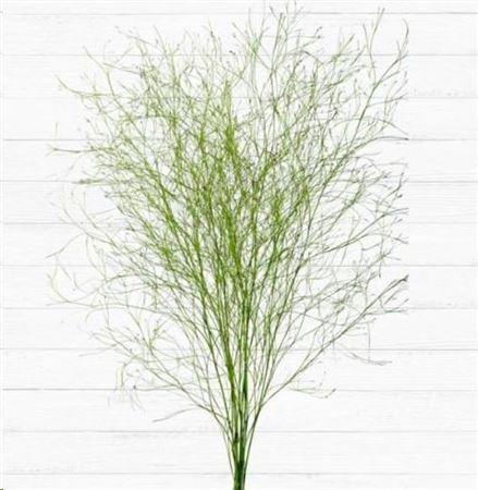 <h4>Emu Feather</h4>