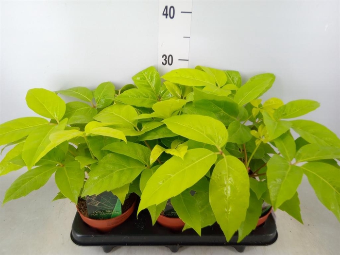 <h4>Schefflera actin.</h4>