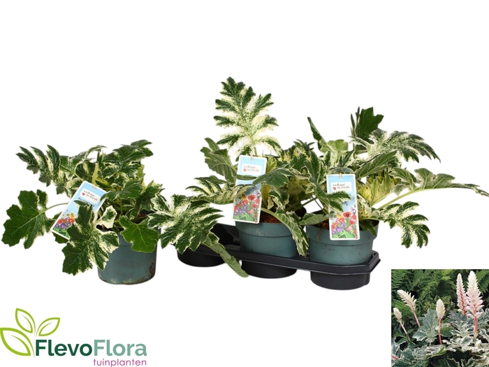 <h4>ACANTH MOLLIS</h4>