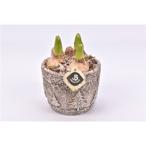 Arrangementen Hyacinthus 6%