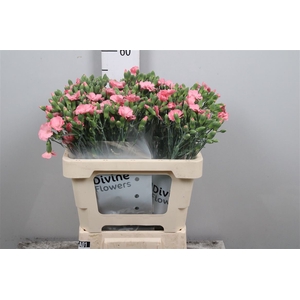 Di Te Solomio Rose