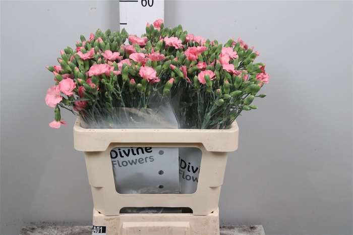 <h4>Di Te Solomio Rose</h4>