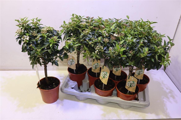 <h4>Vibu Tinus Eve Price</h4>
