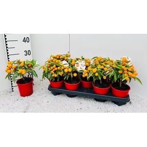 Citrus Kumquat mini-bush (s3)