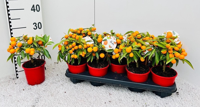 <h4>Citrus Kumquat mini-bush (s3)</h4>