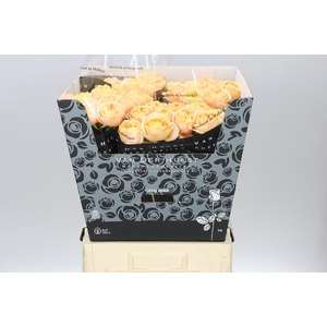 Rosa Gr London Tower