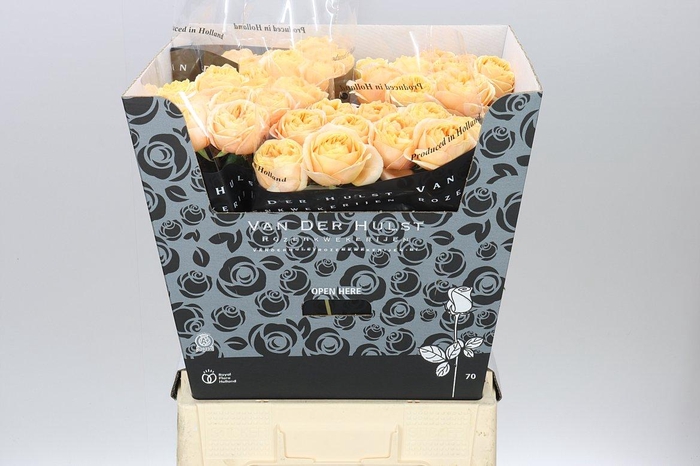 <h4>Rosa Gr London Tower</h4>