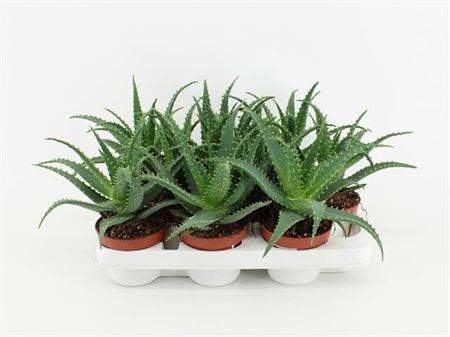 <h4>Aloe Arborescens</h4>