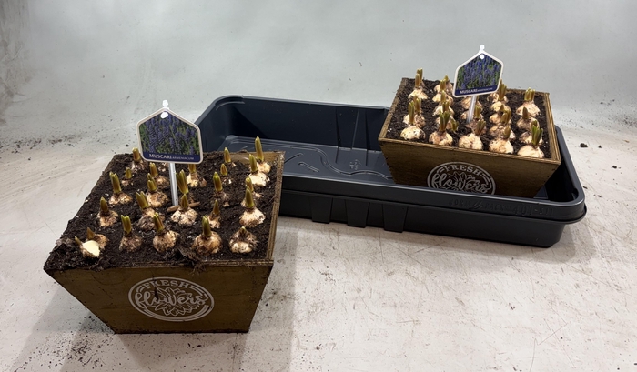 <h4>ARR MUSCARI</h4>