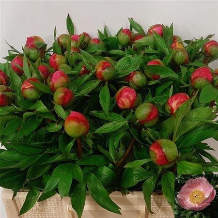 <h4>Paeo Roselette</h4>