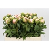 Paeonia Colonel Owen Cousins