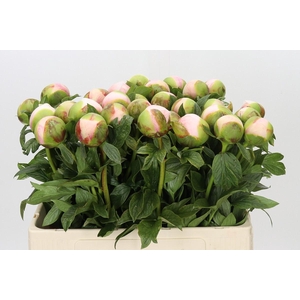 Paeonia Colonel Owen Cousins