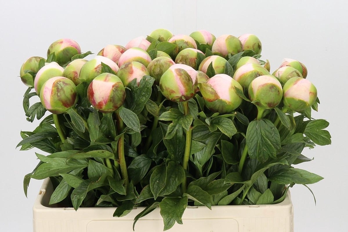 Paeonia Colonel Owen Cousins