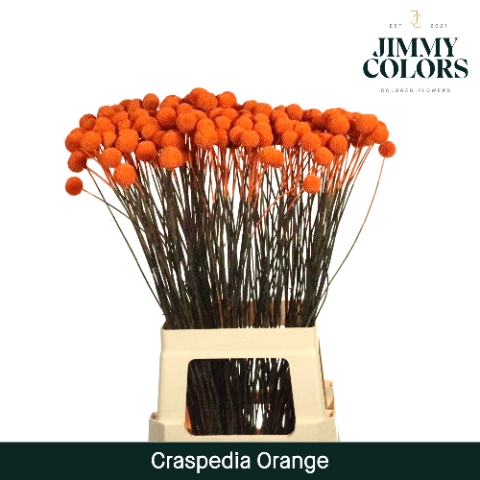 Craspedia L70 Orange