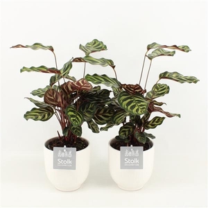 Calathea Makoyana in Liv keramiek