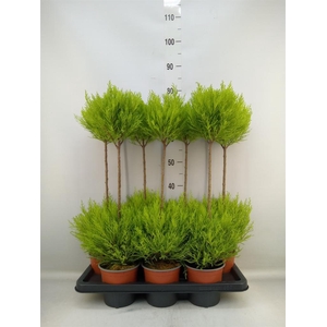 Cupressus macro. 'Goldcrest' .shape