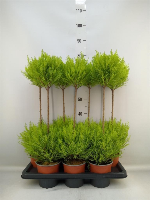 <h4>Cupressus macro. 'Goldcrest' .shape</h4>