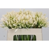 Agapanthus Gletsjer