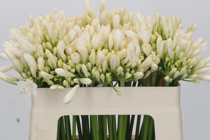 Agapanthus Gletsjer
