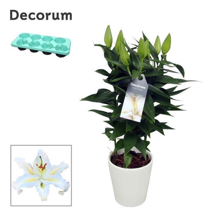 Lilium Or White 13cm keramiek LINO