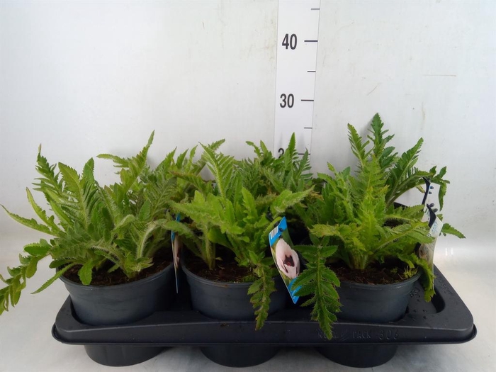 <h4>Papaver orientale</h4>