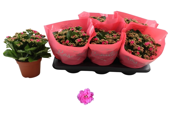 <h4>KAL GE NANDO PINK</h4>