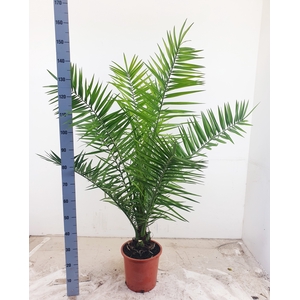 PHOENIX CANARIENSIS