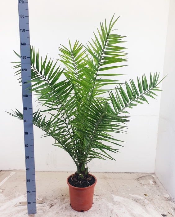 <h4>PHOENIX CANARIENSIS</h4>