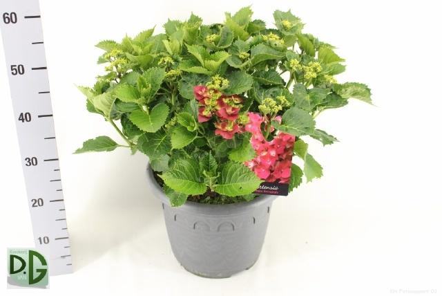 <h4>HYDR M HI FIRE</h4>