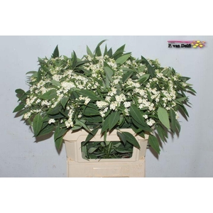 EUPH F T QUICKSILVER